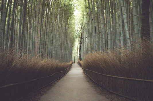 Exploring the Eco-Friendly Marvel: Bamboo and Its Biodegradability - Bamboo Switch