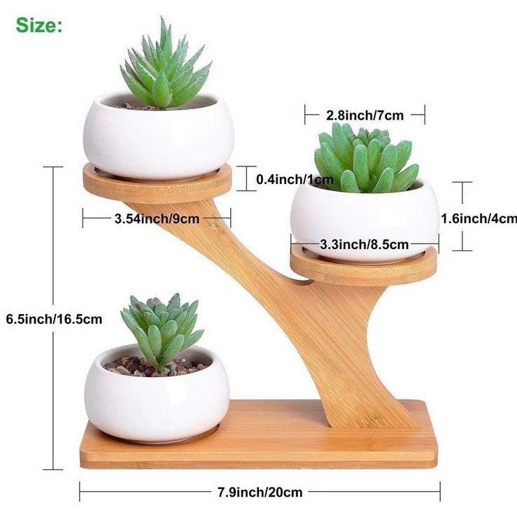 Bamboo Succulent Plant Stand - Bamboo Switch