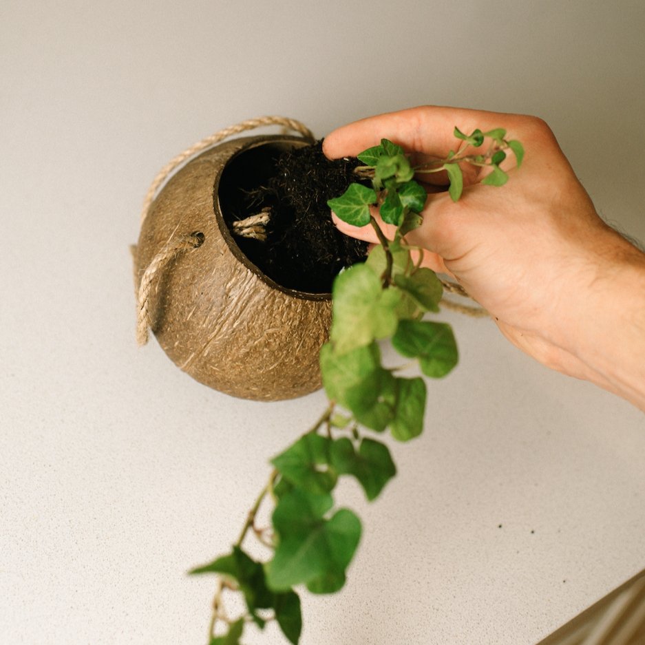 Coconut Planter with Jute Twine - Bamboo Switch