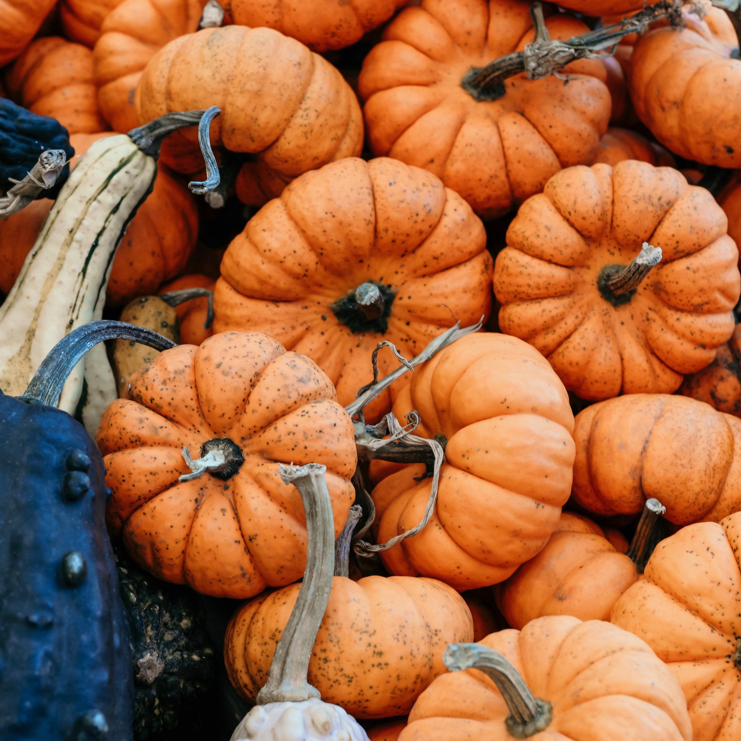 Sustainable Fall Decor - Bamboo Switch