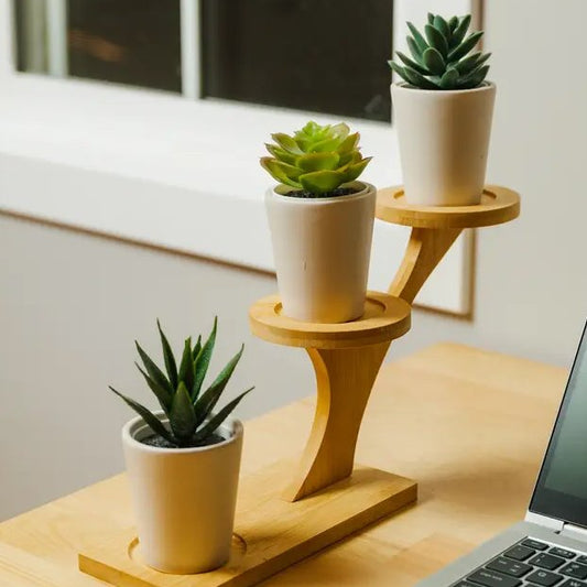 sustainable, zero waste, earth-friendly, plastic-free Bamboo Succulent Plant Stand - Bamboo Switch